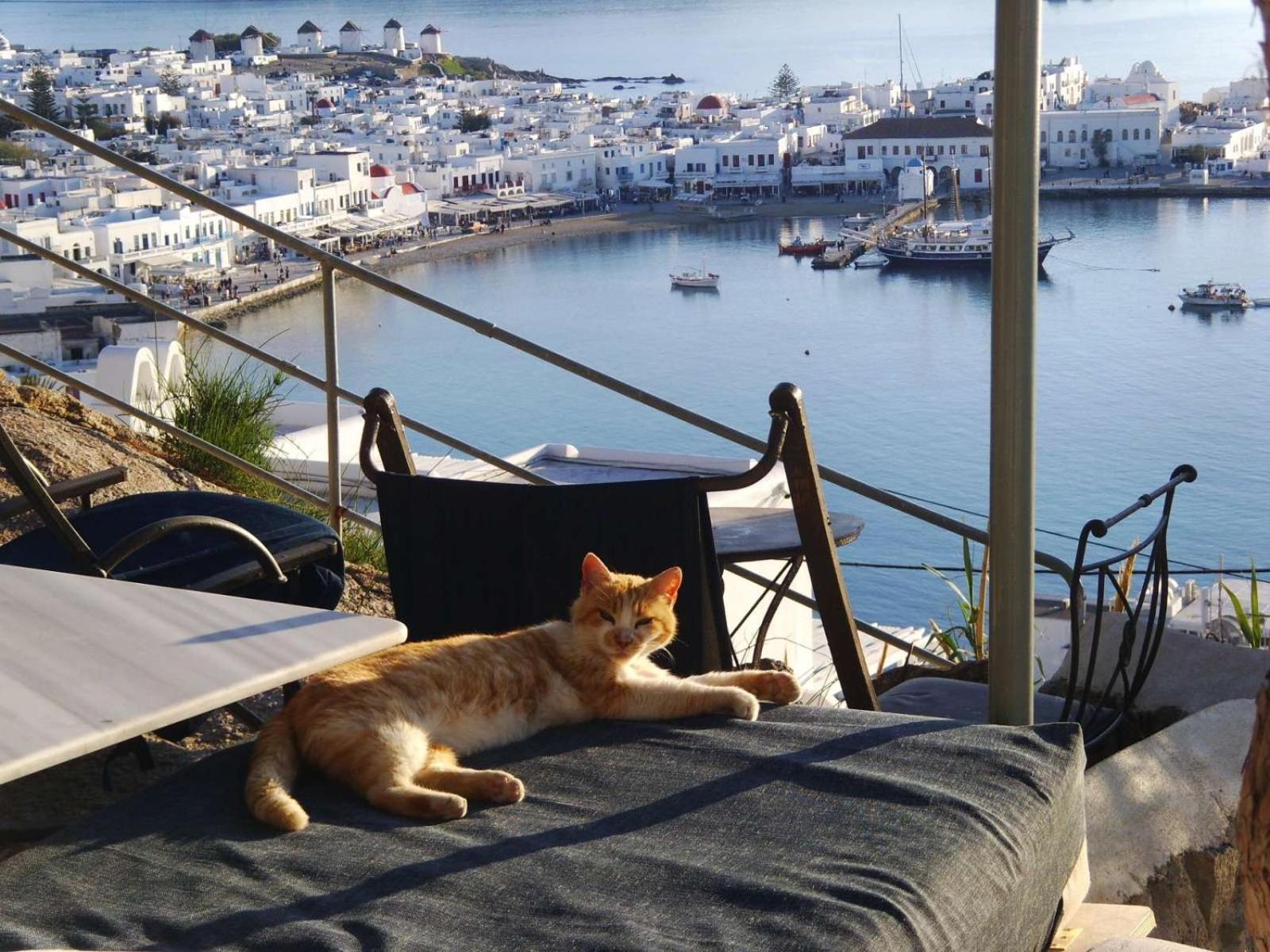 Anemones Sea View Apartamento Mykonos Town Quarto foto